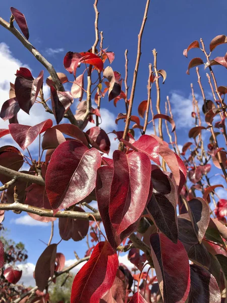 Folhas Vermelhas Uma Árvore Contra Céu Outono — Fotografia de Stock