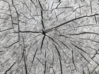 arka plan olarak bir ağaç gövdesi bölümünü