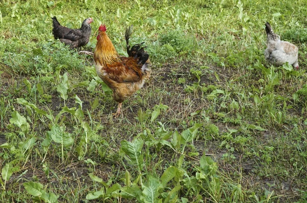 一些自由放养的鸡在草地上的农场 — 图库照片