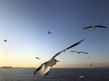 Bir sürü deniz üzerinde gökyüzünde uçan martılar