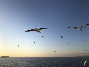 Bir sürü deniz üzerinde gökyüzünde uçan martılar