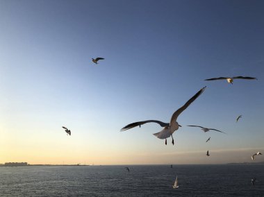Bir sürü deniz üzerinde gökyüzünde uçan martılar