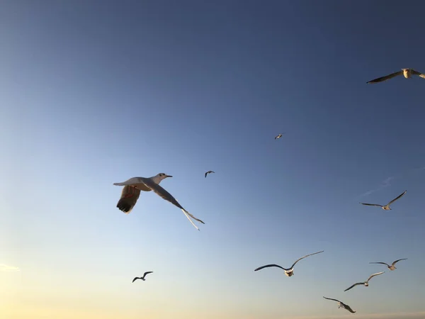Ein Schwarm Möwen Die Mit Kopierraum Den Himmel Fliegen — Stockfoto