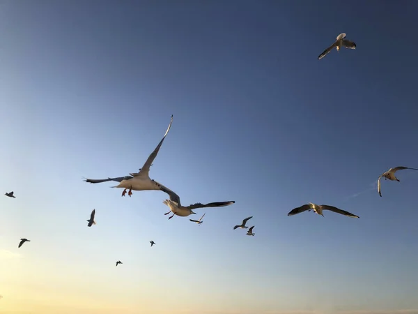 Bando Gaivotas Voando Céu Com Espaço Cópia — Fotografia de Stock