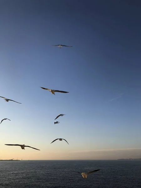 Bando Gaivotas Voando Céu Sobre Mar — Fotografia de Stock