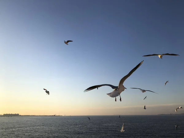 Bando Gaivotas Voando Céu Sobre Mar — Fotografia de Stock