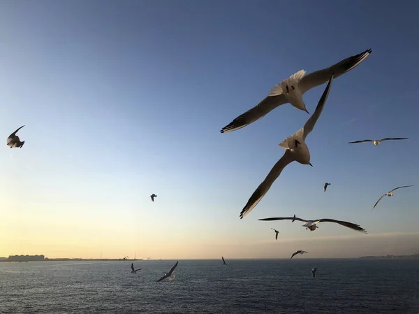 Bando Gaivotas Voando Céu Sobre Mar — Fotografia de Stock