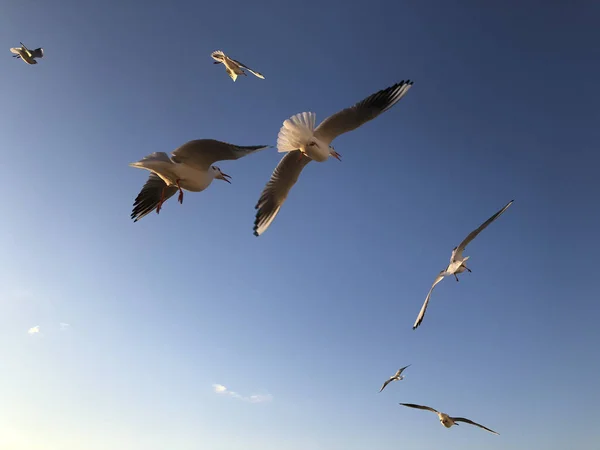 Bando Gaivotas Voando Céu Com Espaço Cópia — Fotografia de Stock