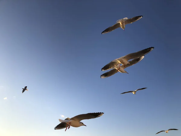 Bando Gaivotas Voando Céu Com Espaço Cópia — Fotografia de Stock