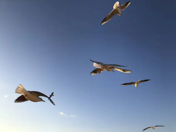 Bando Gaivotas Voando Céu Com Espaço Cópia — Fotografia de Stock