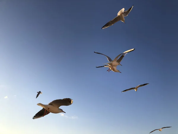 Bando Gaivotas Voando Céu Com Espaço Cópia — Fotografia de Stock