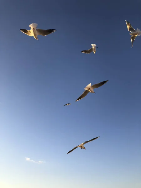 Bando Gaivotas Voando Céu Com Espaço Cópia — Fotografia de Stock