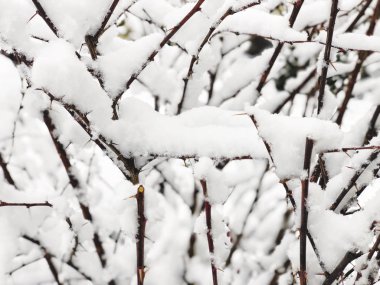 Kışın kar altında dalları ile arka plan