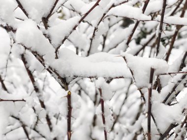 Kışın kar altında dalları ile arka plan