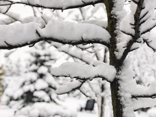 Background Branches Snow Wintertime — Stock Photo, Image