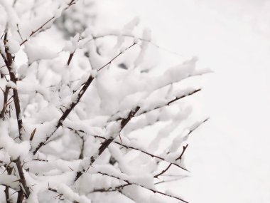 arka plan ile bir ağacın altında kar kış