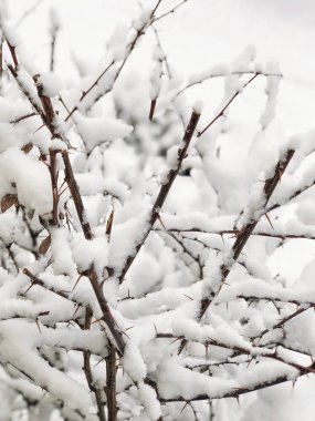arka plan ile bir ağacın altında kar kış