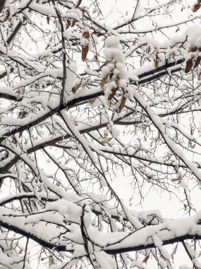 arka plan ile bir ağacın altında kar kış