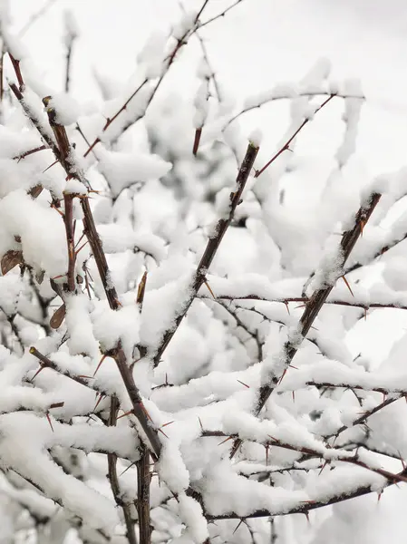 arka plan ile bir ağacın altında kar kış