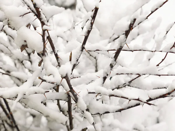 Background Branches Tree Snow Winter — Stock Photo, Image