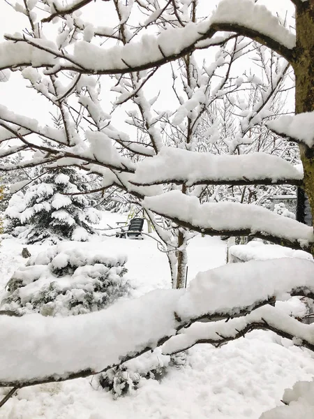 Fondo Con Las Ramas Del Árbol Bajo Nieve Invierno — Foto de Stock