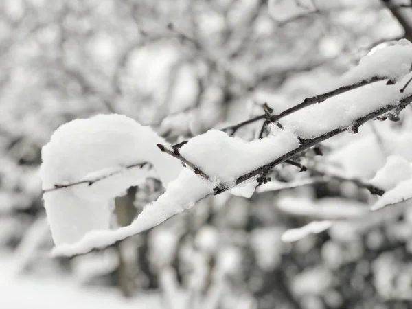 Background Branches Tree Snow Winter — Stock Photo, Image