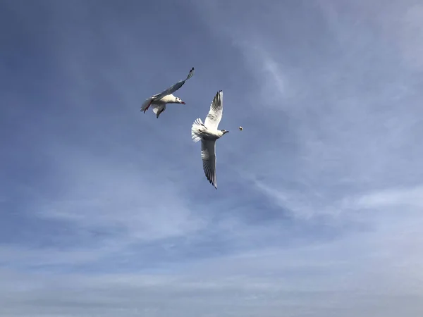 Troupeau Mouettes Volant Dans Ciel Avec Espace Copie — Photo