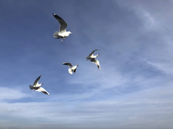 Troupeau Mouettes Volant Dans Ciel Avec Espace Copie — Photo