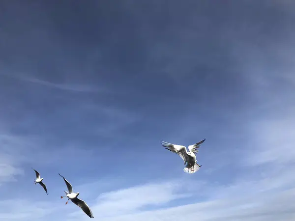 Rebanho Gaivotas Voando Céu Azul — Fotografia de Stock