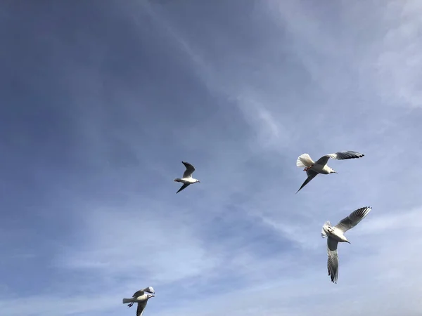 Rebanho Gaivotas Voando Céu Com Espaço Cópia — Fotografia de Stock