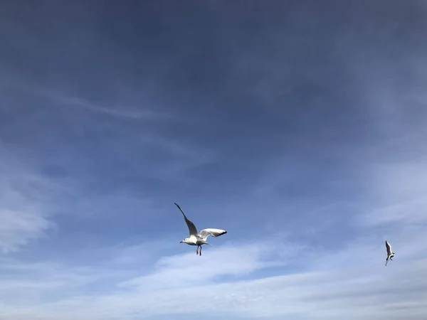 Rebanho Gaivotas Voando Céu — Fotografia de Stock