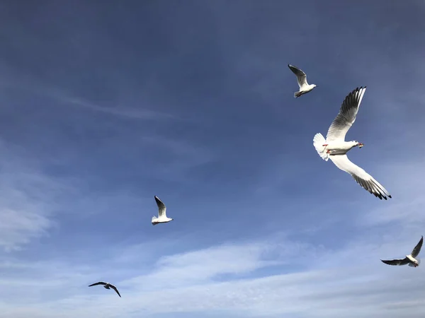 Troupeau Mouettes Volant Dans Ciel Avec Espace Copie — Photo