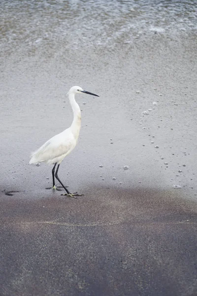 Oiseau Héron Blanc Sur Une Plage Sable — Photo