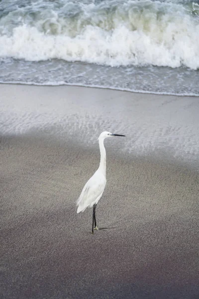 Oiseau Héron Blanc Sur Une Plage Sable — Photo