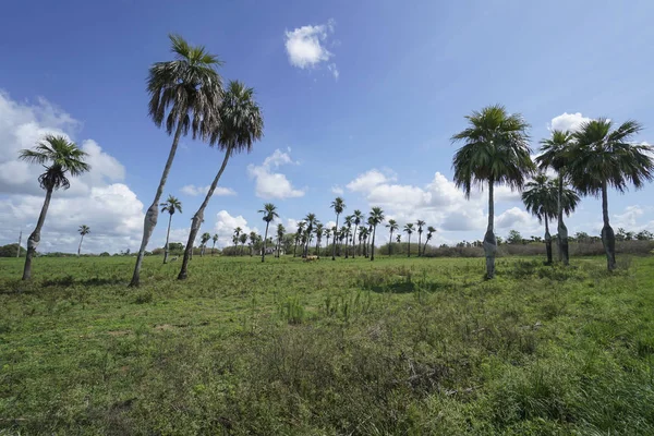 Zwangere Palmbomen Ook Bekend Door Lokale Bevolking Als Palma Heeft — Stockfoto