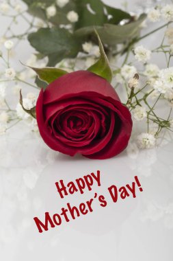 tebrik Maothers gün olarak not ile beyaz üzerine kırmızı bir gül