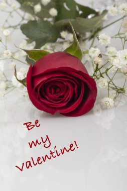 Not olarak bir Sevgililer günü tebrik ile beyaz üzerine kırmızı bir gül