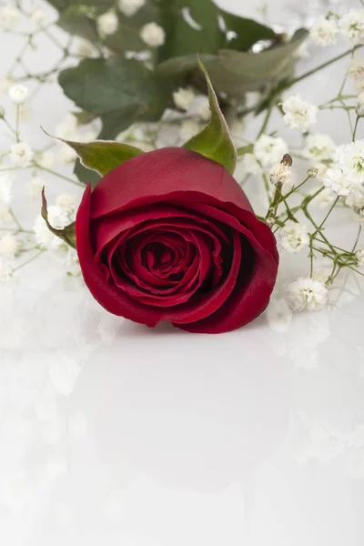 赤いバラとコピー領域と白での反射 — ストック写真