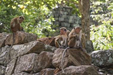 doğada vahşi bir maymun ailesi kayalar üzerinde oturan