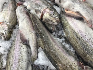 bir balık pazarında buz üzerinde çiğ balıklar