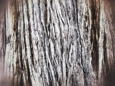 eski bir ağacın gövdesi ile arka plan