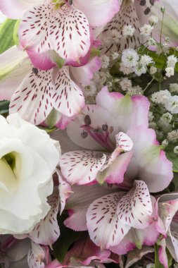 bahar çiçek çeşitliliği ile çiçek arka plan