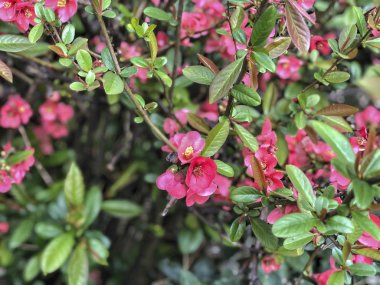 bahçede bir ağaç üzerinde bahar çiçekleri