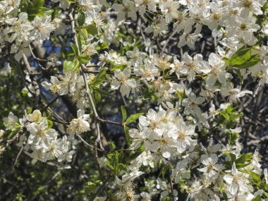 Gökyüzüne karşı bir ağaçta beyaz bahar çiçekleri