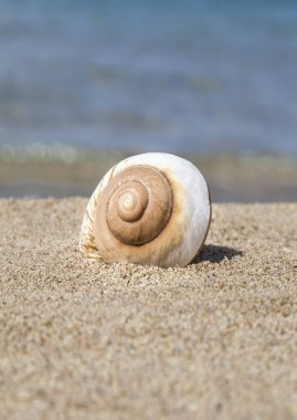 Yazın kumlu bir plajda bir deniz kabuğu