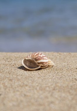 Yazın kumlu bir plajda bir deniz kabuğu