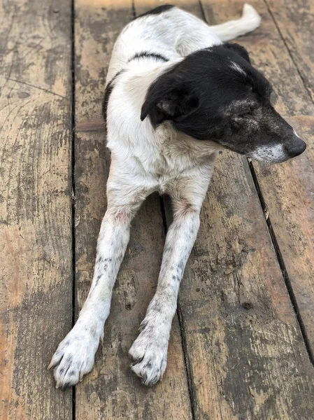 Perro de la calle acostado en un suelo de madera —  Fotos de Stock