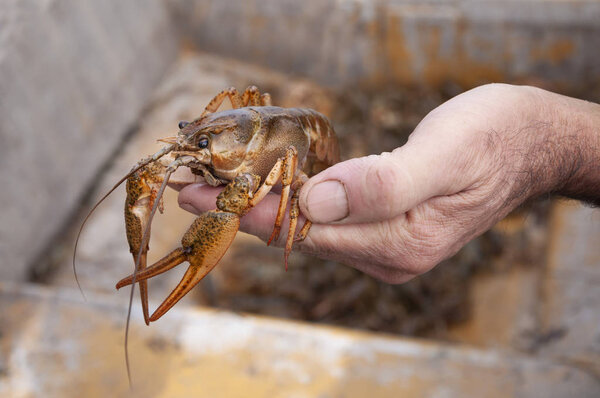 Крупный план мужской руки с живыми пресноводными раками
