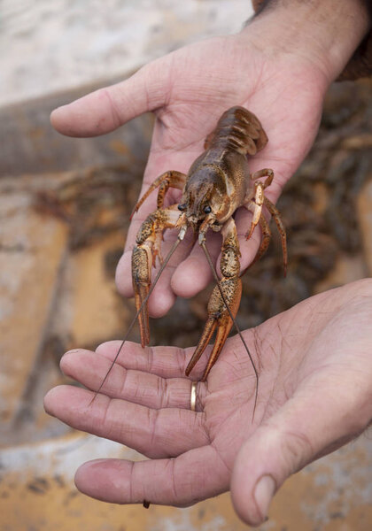 Крупным планом мужчины держат в живых пресноводных раков
