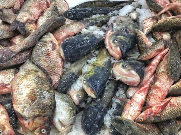 Raw fresh water fishes on ice in a fish market — Stock Photo, Image